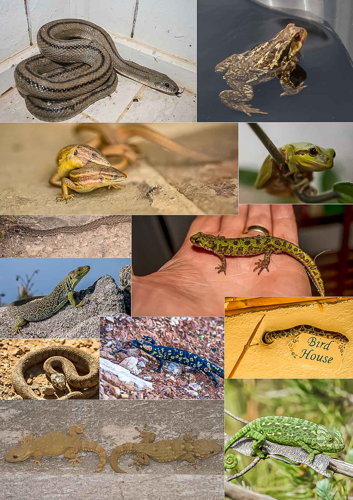 Amphibians & Reptiles-.jpg
