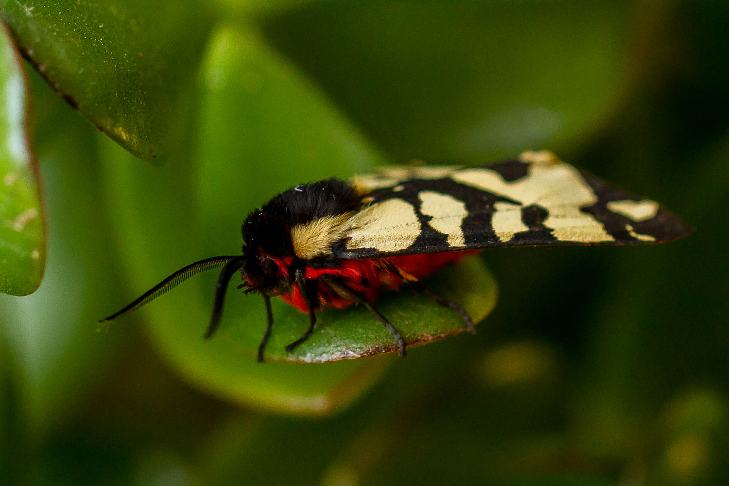 Cream-spot Tiger Moth-6317.jpg