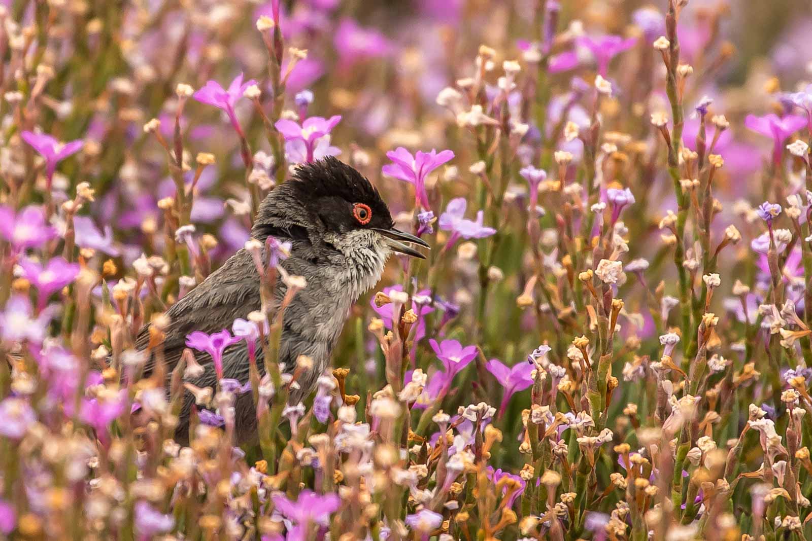 Sardinian Warbler in pink flowers-6994.jpg