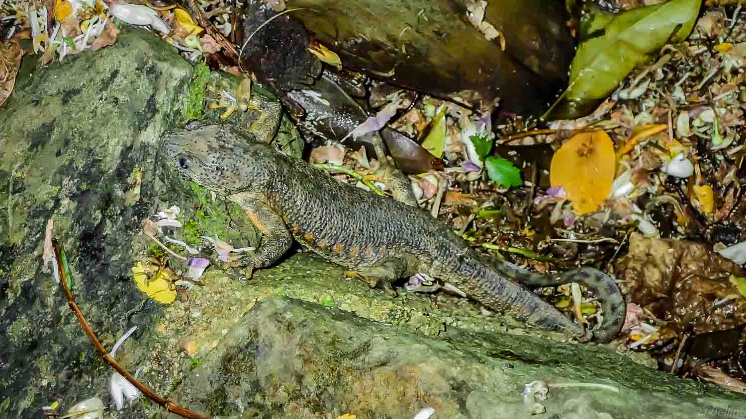 Sharp ribbed Salamander Pleurodeles waltl 