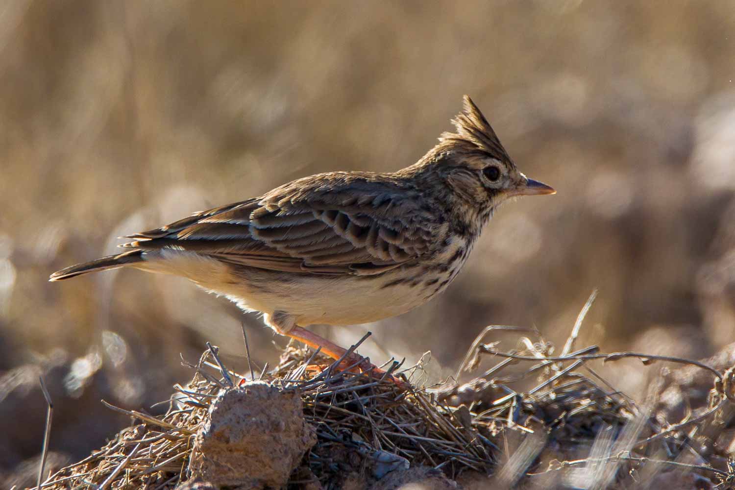 Thekla Lark (Galerida Theklae)