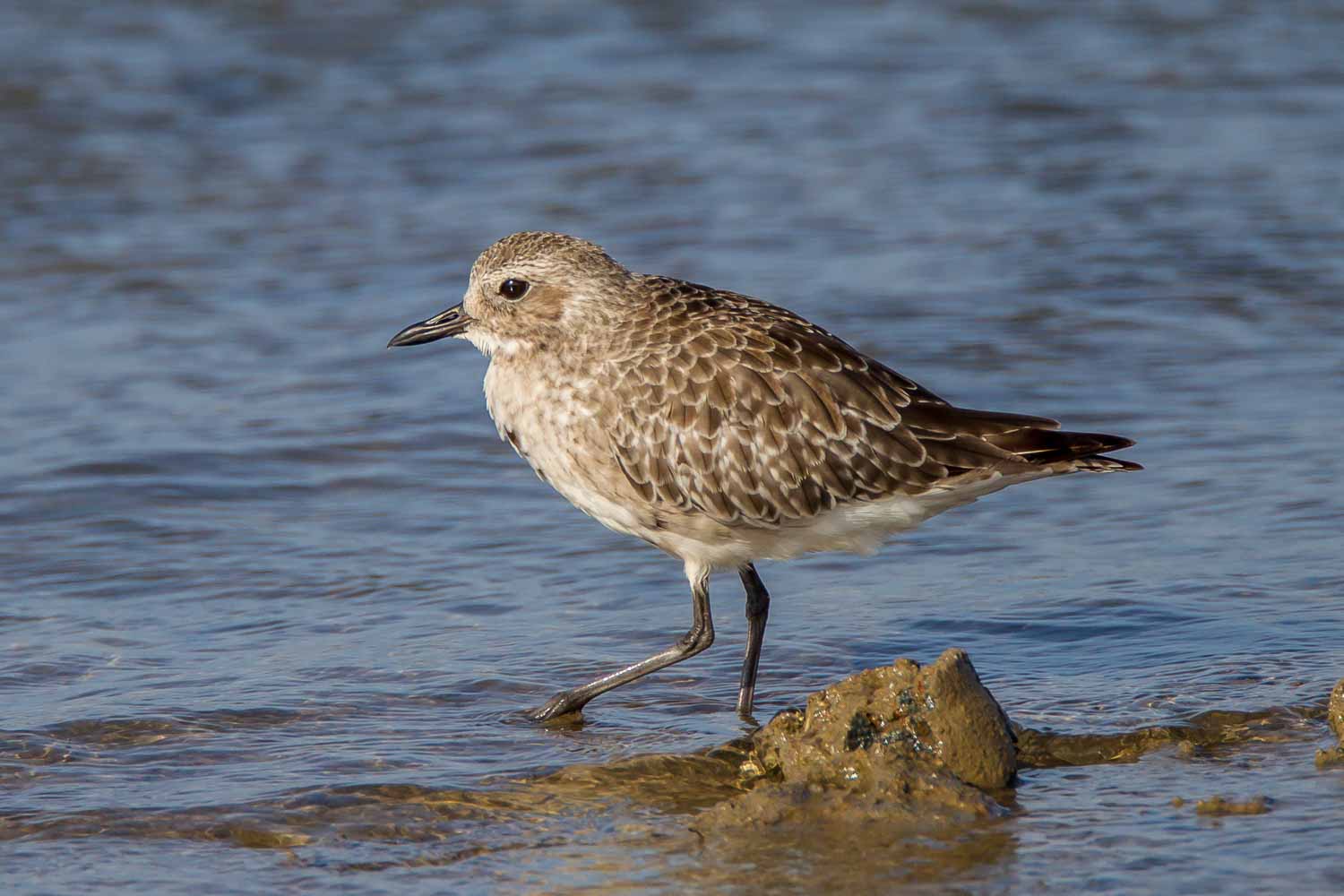 Grey Plover (Pluvialis squatarola)