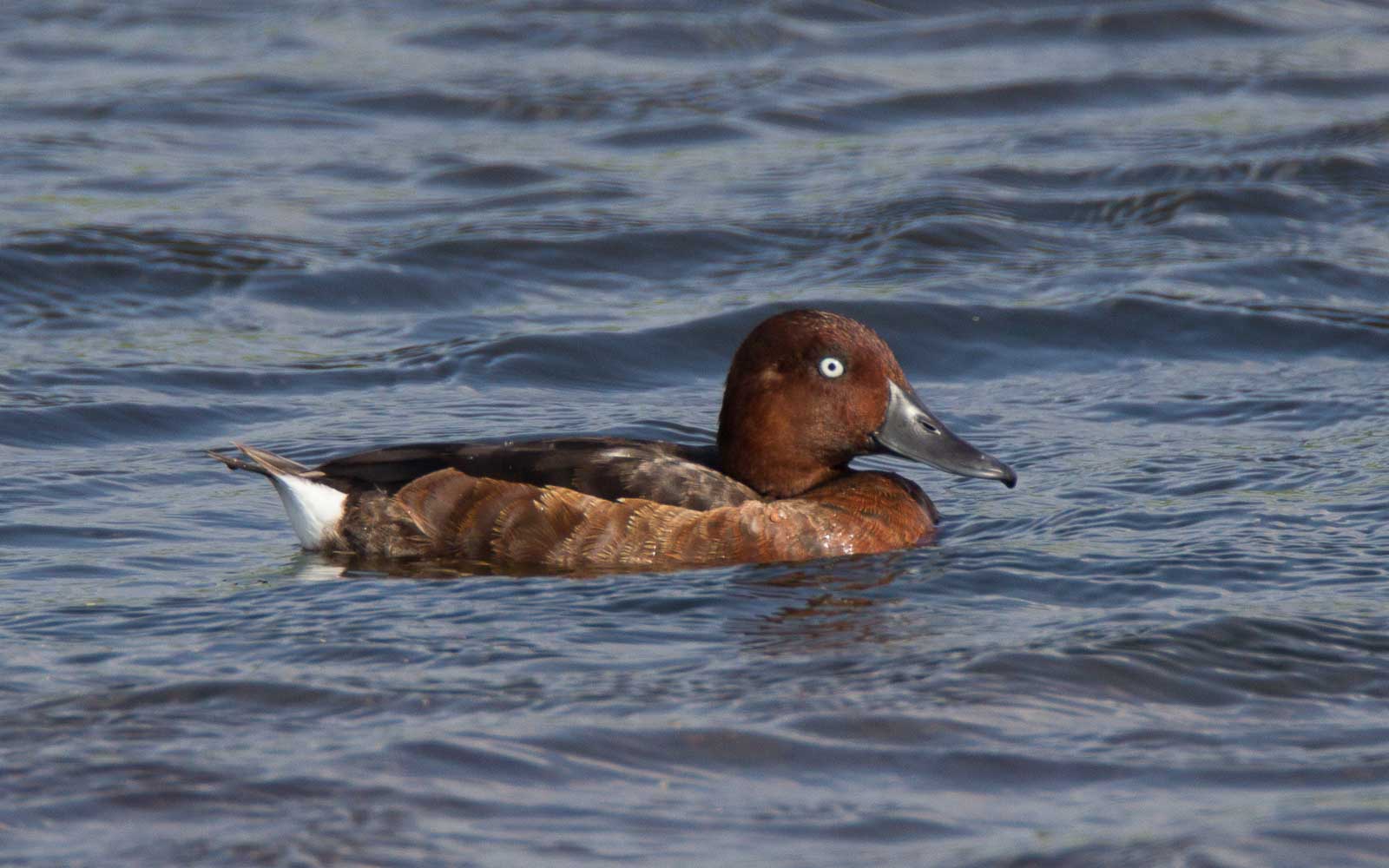 Ferruginous Duck (Aythea nyroca)