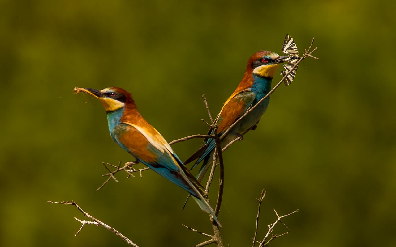 (European) Bee-eater (Merops apiaster)