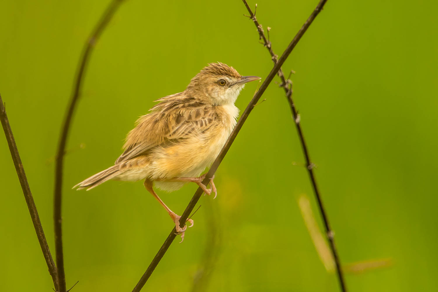 Zitting Cisticola (Cisticola juncidis)