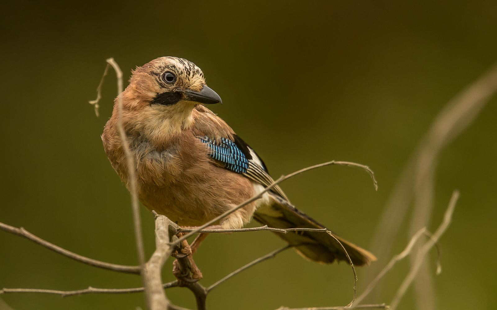 (Eurasian) Jay (Garrulus glandarius)