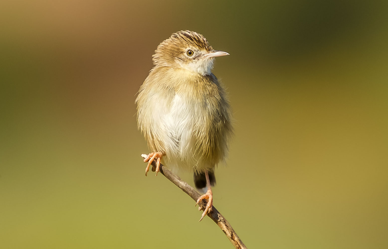 Zitting Cisticola (Cisticola juncidis)