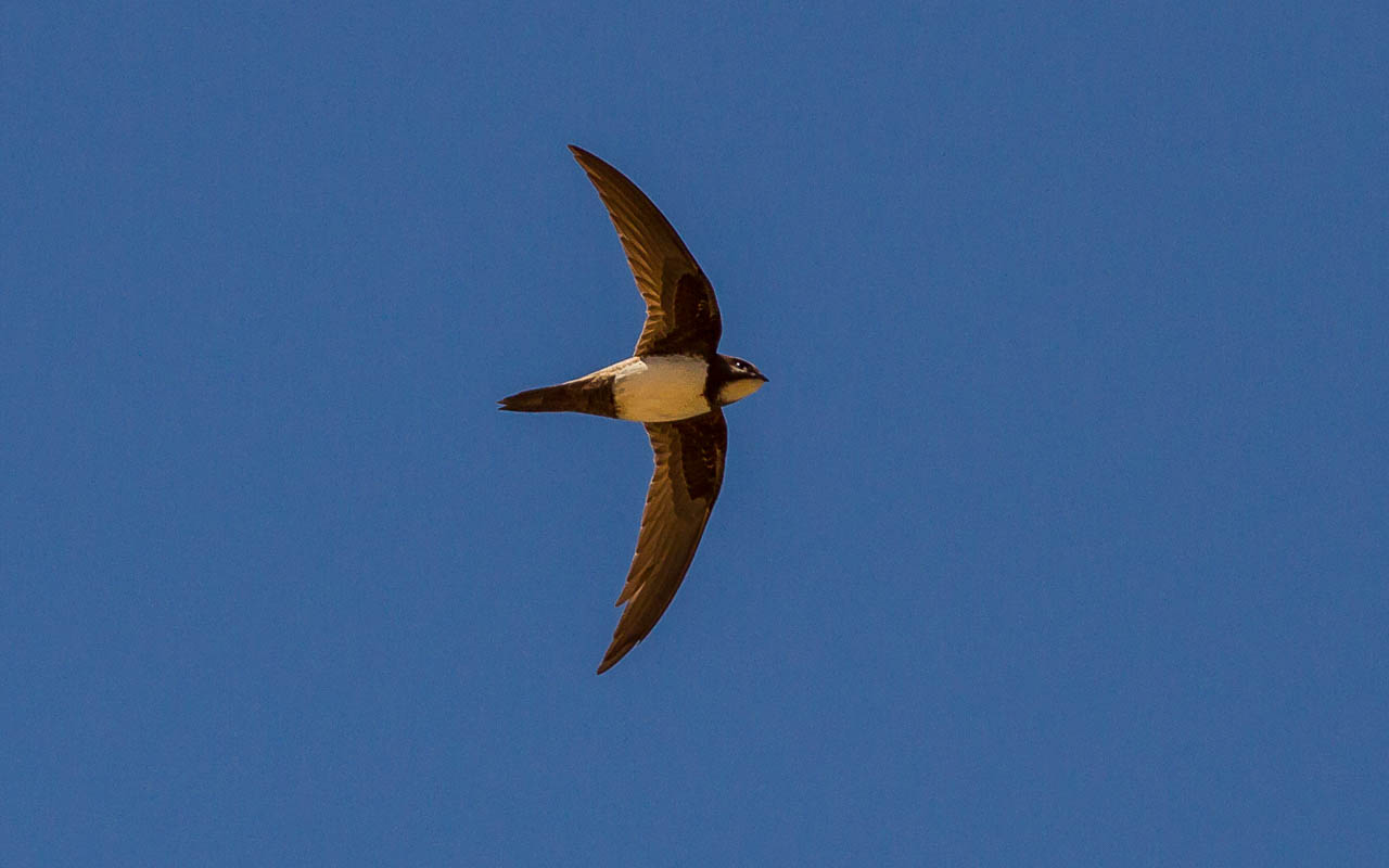 Alpine Swift (Apus melba)