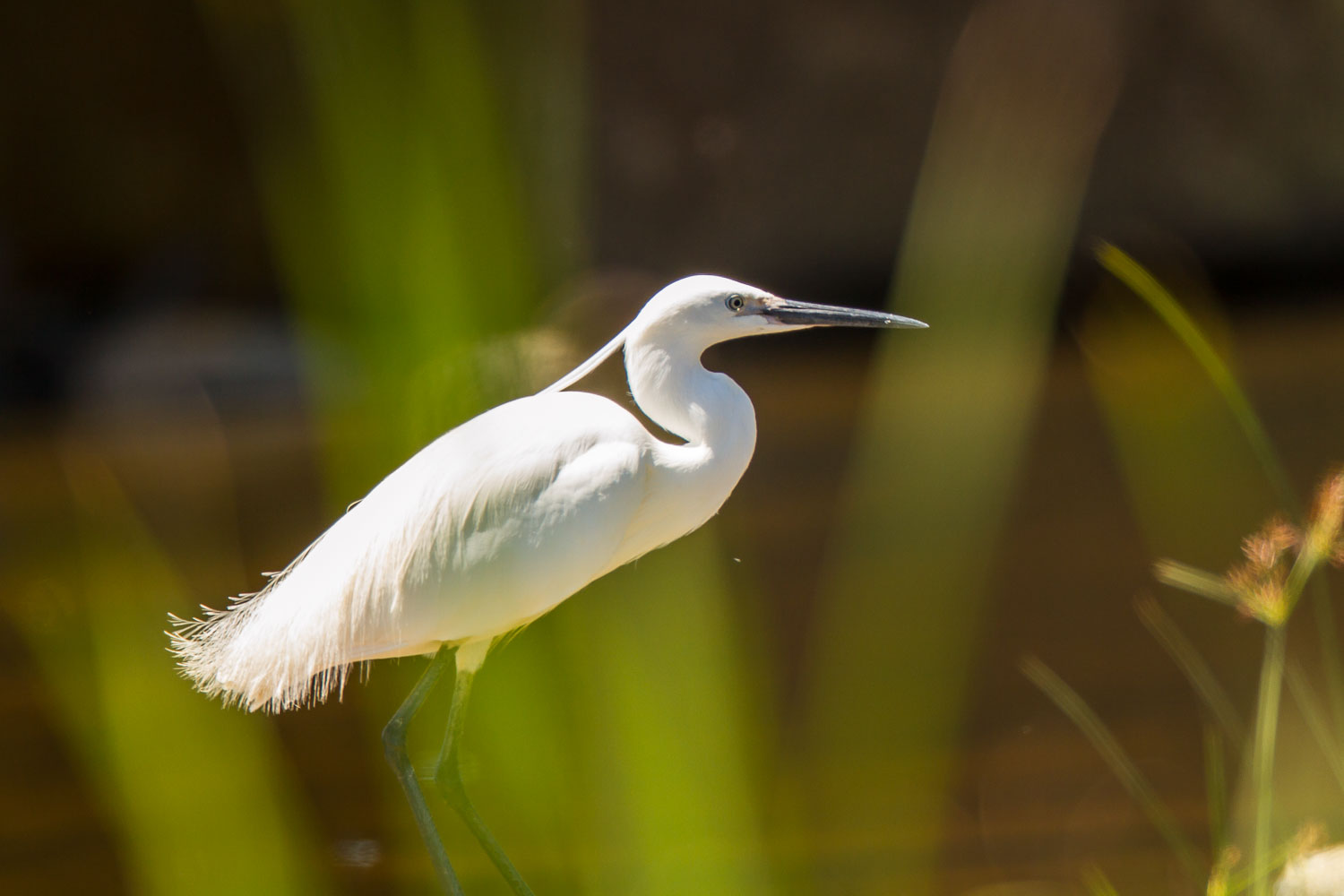 little-egret-egretta-garzetta