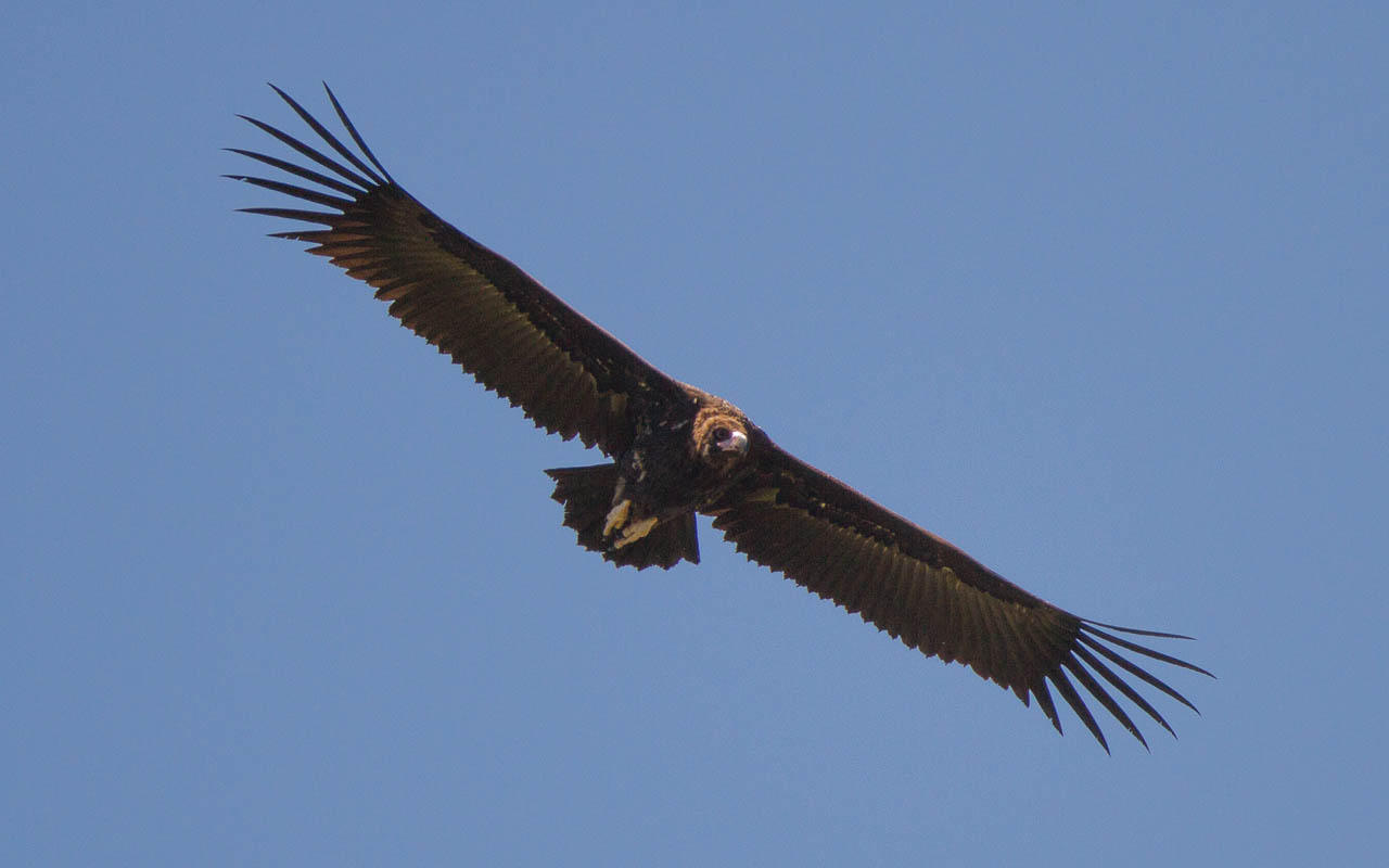 (Eurasian) Black Vulture (Aegypius monachus)