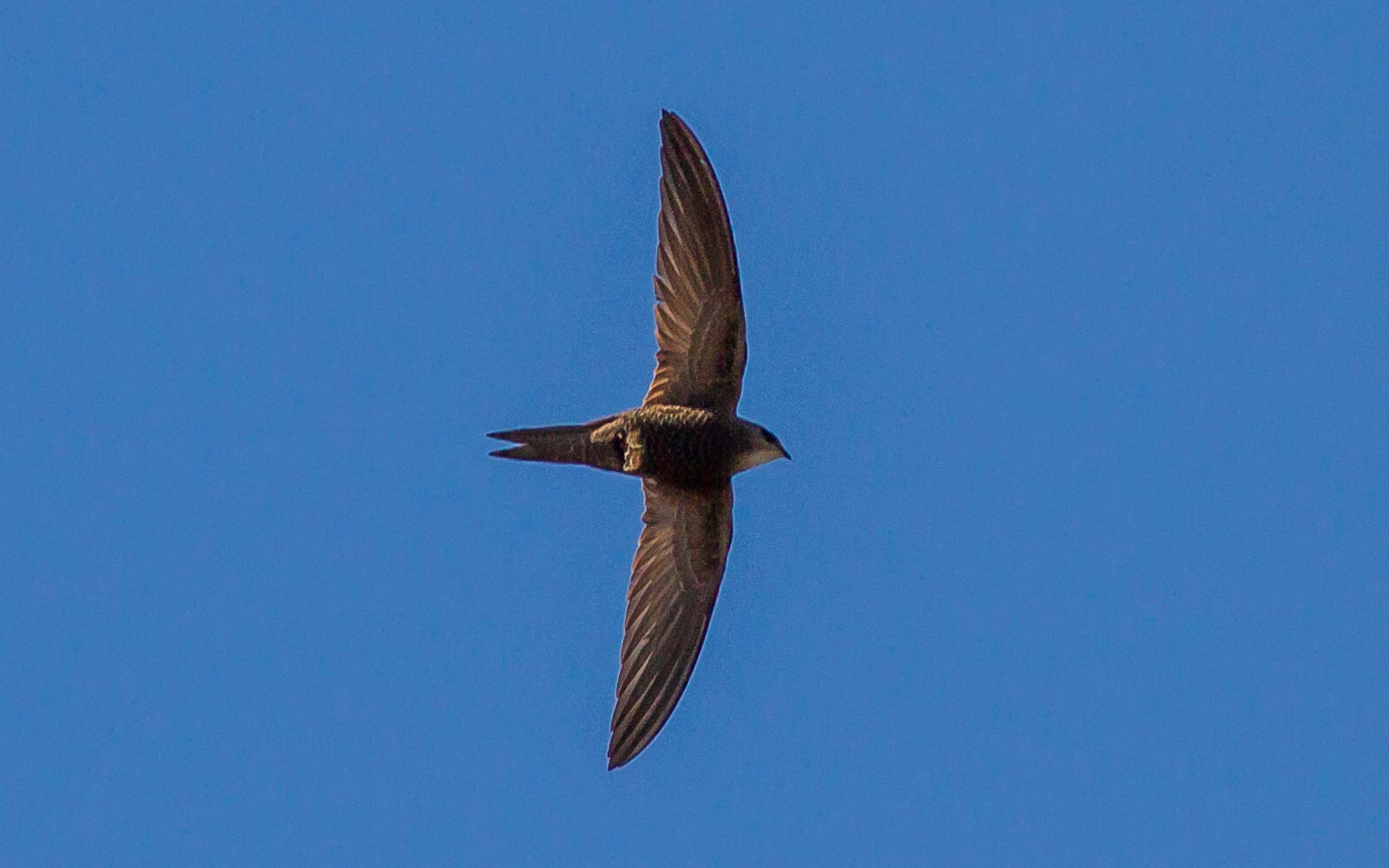 Pallid Swift (Apus pallidus)