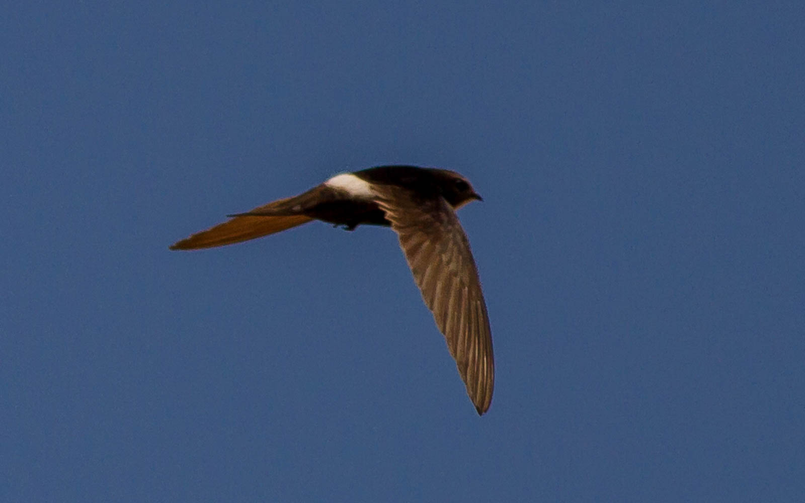 White-rumped Swift (apus Caffer)