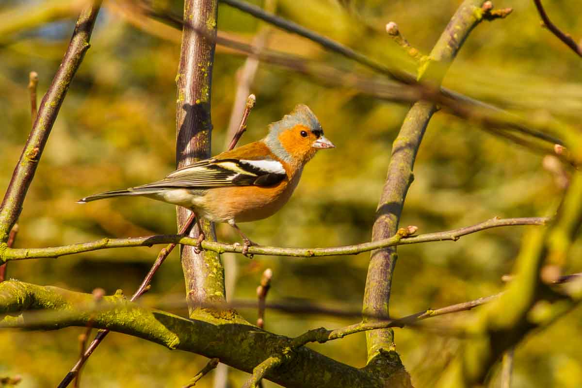 (Common) Chaffinch (Fringilla coelebs)