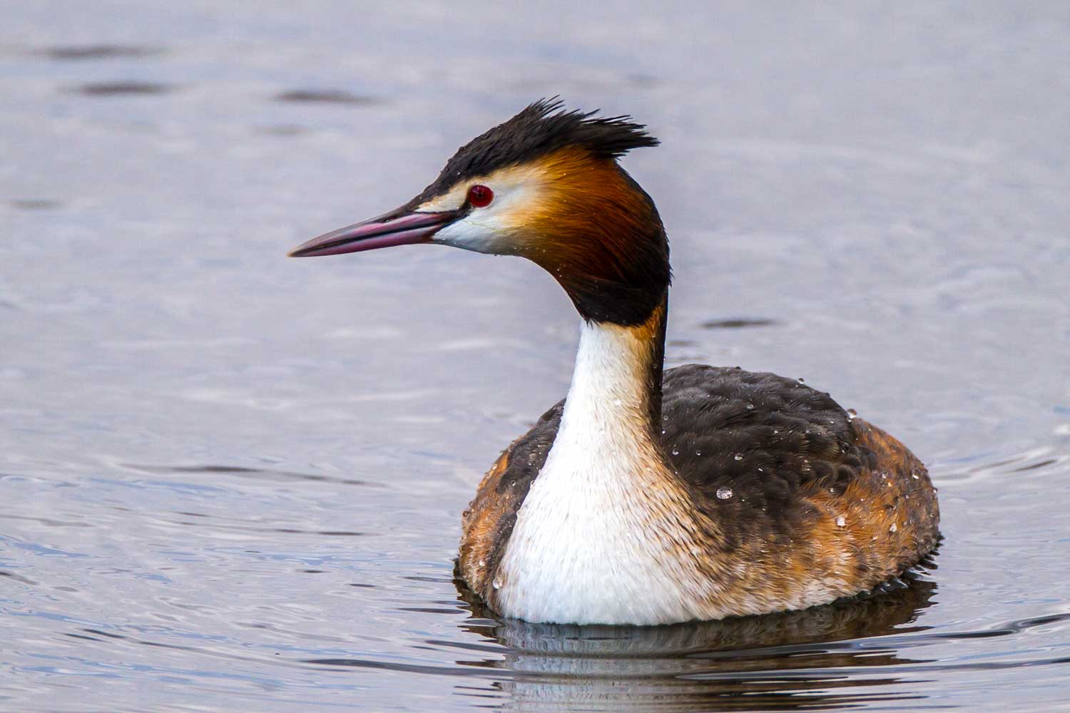 Great Crested Grebe (Podiceps cristatus)