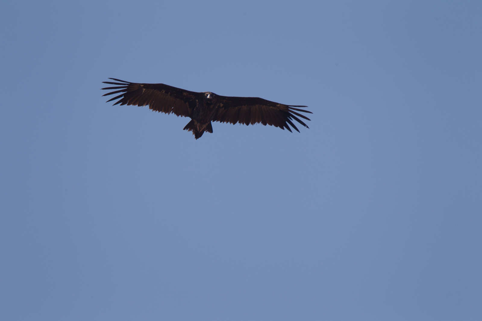 (Eurasian) Black Vulture (Aegypius monachus)